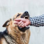 dog bite lawyer chicago