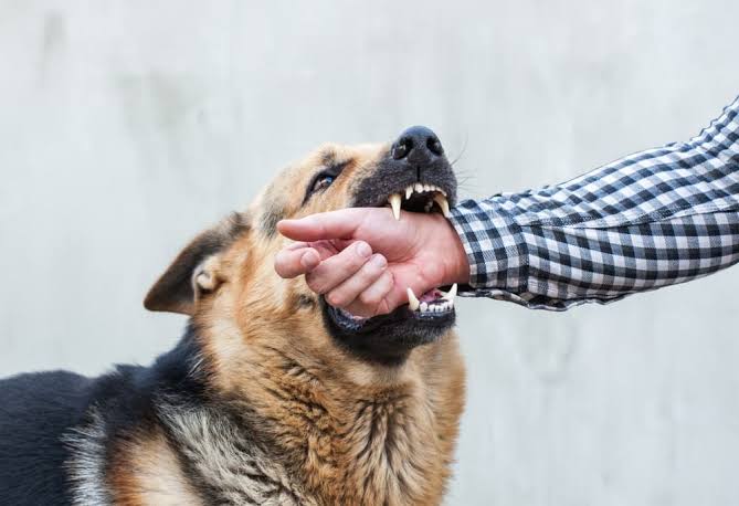 dog bite lawyer chicago